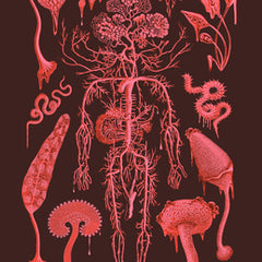 Root Rot